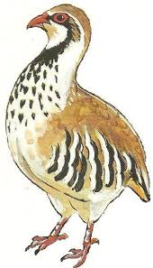 Epingle Sur La Symbolique De L Oiseau