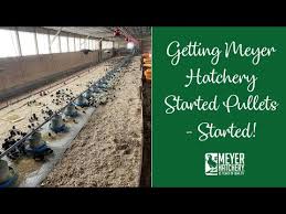 Some hatcheries, like strombergs, even waive shipping charges for certain purchases! Started Pullets Free Shipping 07 2021