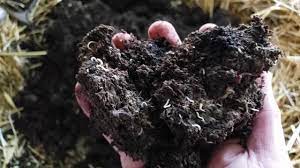 This does look like a fungus gnat but it's hard to see. What Are Pot Worms A Close Look At These Mysterious White Worms Youtube