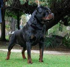 Rottweiler Puppies For Sale In California Rottweiler Puppies For Sale Rottweiler Puppies Dog Breeds