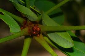 Image result for Burkea