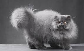 Persians are found in black, blue, red, white, cream, lilac and chocolate. Cat Coats The Different Colors And Markings Letsgetpet
