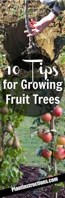 As a fruit tree ages so should your pruning strategy. 10 Tips For Growing Fruit Trees Plant Instructions