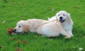 View our previous litters to learn why north star golden retrievers is one of the best breeding families in america. Puppies Litters Due Calacarey Golden Retrievers