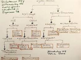 Flow Chart Microbiology Unknown Yahoo Image Search