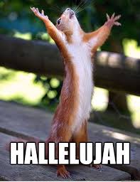 Squirrel Saying Hallelujah Happy Squirrel Animals Cute Animals