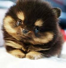 Mini Chien Chien Miniature Pomeranien Noir Et Feu Mini Chien 40 Petites Boules De Poils A Croquer Animaux Mignons Chien Races De Chiens
