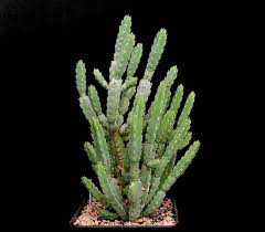 Image result for Euphorbia whellanii