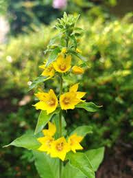 Image result for Lysimachia angustiloba