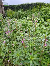 Image result for Balsaminaceae
