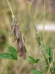 Image result for Crotalaria oocarpa