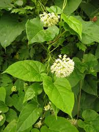 Image result for Cynanchum mossambicense