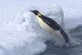 This file is licensed under the creative commons attribution 2.0 generic license. Emperor Penguins Launch From The Ocean Birdnote