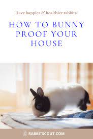 How To Bunny Proof Your House Rabbit Habitat Bunny Bunny Care