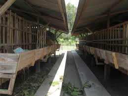 We did not find results for: Budidaya Kambing Bag Ii Pembuatan Kandang Kambing Yang Ideal Agrokompleks Kita