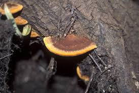 Image result for Phellinus gilvus