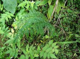 Image result for Pityrogramma