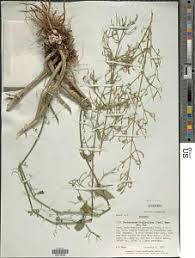 Image result for Dicliptera paniculata