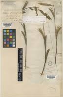 Image result for Corchorus pseudocapsularis