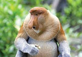 Proboscis monkey | Endangered, Borneo, Long Nose | Britannica