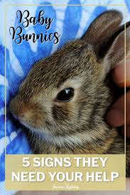 Cottontail bunny wreath is rated 4.7 out of 5 by 214. Baby Rabbits 5 Signs They Need You To Intervene