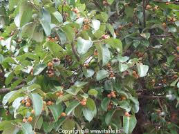 The fruit of the banyan tree is magically able to each growing and lowering weight. Banyan Tree National Tree Of India Gardening Bonsai