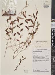 Image result for Indigofera sp.nov. aff. I chimanimaniensis