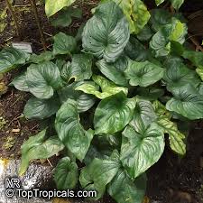 Image result for Cyanastrum