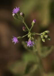Image result for Vernonia cinerea