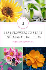 This is our first time growing seeds inside so we're pretty excited. The 5 Best Flowers To Start Indoors From Seeds The Creative Pair