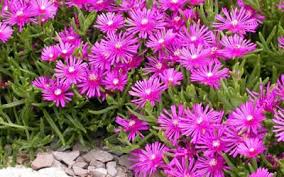 Succulent plant with purple flowers. Purple Ice Plant I Often See These Succulents Growing Near The Beaches Here In California They Are Beautiful Delosperma Cooperi Ground Cover Plants Ice Plant