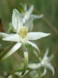 Image result for Platycoryne pervillei