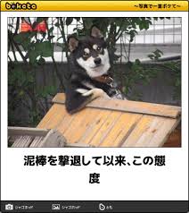 インフルエンザも笑いで予防 腹筋を壊す犬のボケて12選 curazy クレイジー 犬 画像 犬のおもしろ写真 動物 おもしろ