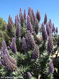 We did not find results for: Large Purple Flower Plant In Old Town San Diego Southern California Daily Photo