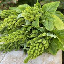 Image result for Amaranthus