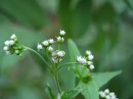 Image result for Ageratum conyzoides