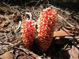 Image result for Sarcophyte piriei