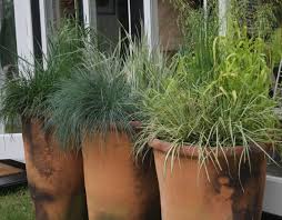 In urban areas, 'hameln' withstands drought and air pollution. 13 Best Ornamental Grasses