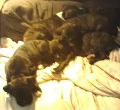 We did not find results for: Registered Shetland Sheepdog Sheltie Puppies Valentine Puppies For Sale In Coeur D Alene Idaho Classified Americanlisted Com