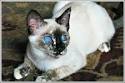 Tortoiseshell Cat: Personality, Behavior & Colors - Catsfud