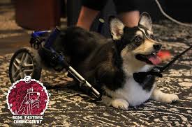 Petfinder has helped more than 25 million pets find their families through adoption. The Portland Rose Festival Canine Court Oregon Humane Society Facebook