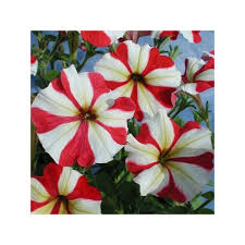 Image result for foto petúnie