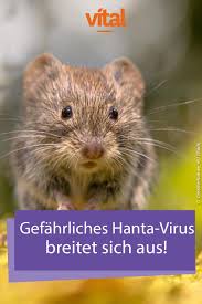 Maladies infectieuses virales émergentes.hôtes, modes de transmission, les professions et personnes à risque, les signes et symptômes de la malad. Hantavirus Symptome Und Schutz Vor Den Erregern Lymphknoten Erkrankungen Krankheit