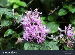Image result for Hypoestes sp. aff. aristata B