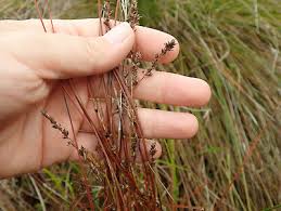 Image result for Cyperus tenuiculmis