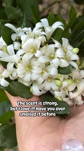 Image result for Murraya paniculata
