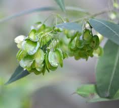 Image result for Dodonaea viscosa