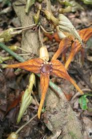 Image result for Aristolochia zenkeri