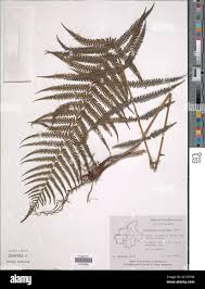 Image result for Pseudocyclosorus