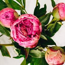 82 Likes 2 Comments Patricia Vargas Parimastudio On Instagram Picked Up My First Batch Of Peonies This Week They Were Almost Vargas Peonies Flowers